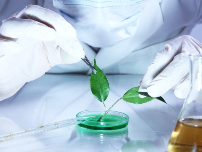 Co2 extraction process for Cannabis blog