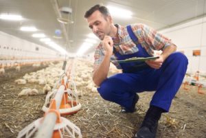 2024 Poultry Industry Forecasts from M&M Equipment