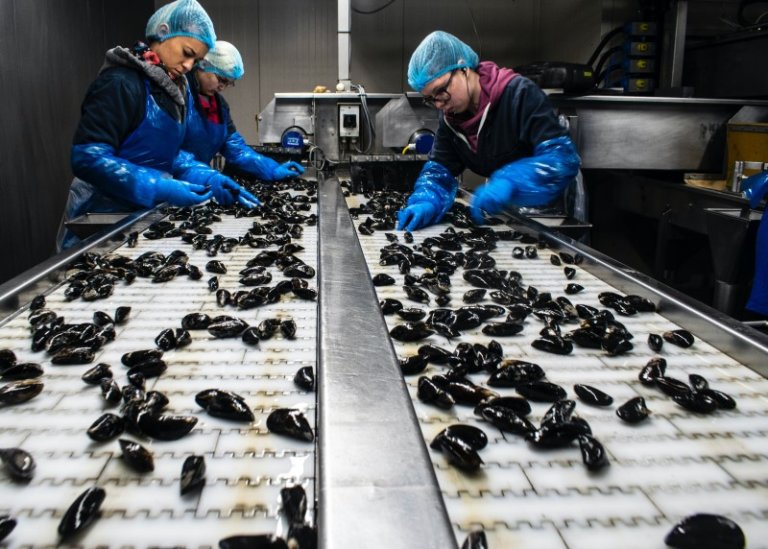 Starting a Pet Food Manufacturing Business: Top 10 Machines and Their Recommended Brands: