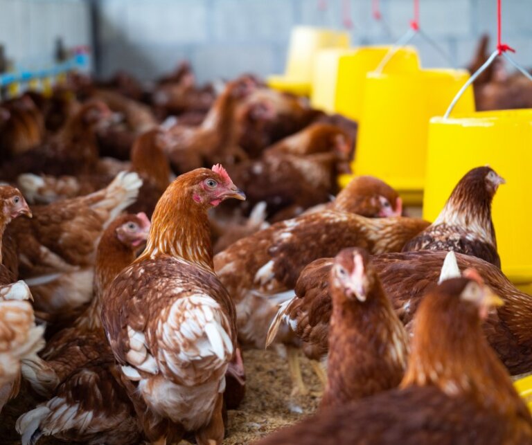 The Role of Automation in Modern Poultry Diet Manufacturing Equipment Boosting Efficiency