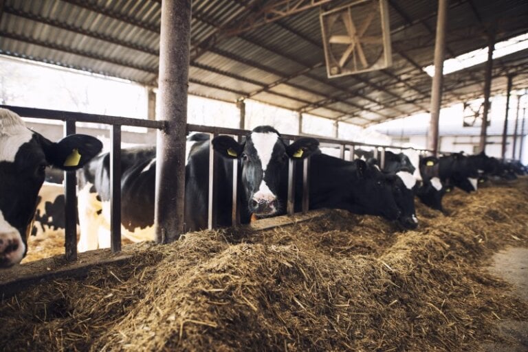Stainless steel Equipment Matters in Dairy Processing
